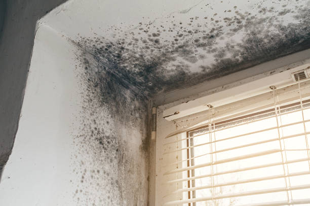 Affordable Attic Mold Remediation solutions in Summerhill, PA