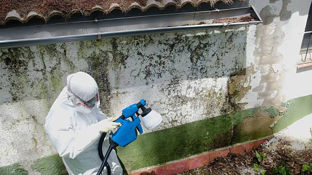 Top rated local Attic Mold Remediation specialists in Summerhill, PA